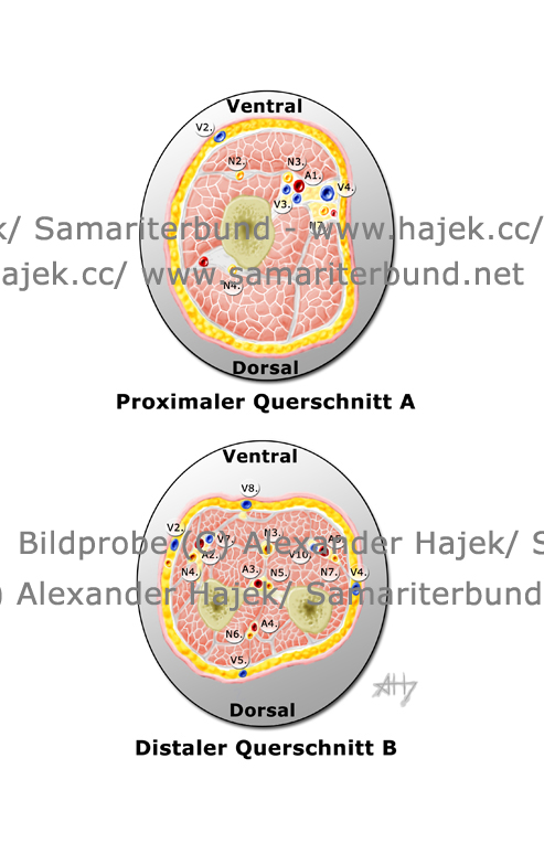 gallery of alexander hajek distal and proximal cross sections of the upper extremities