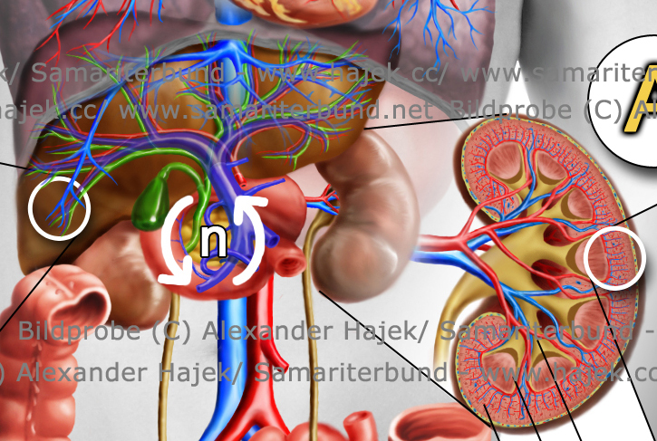 gallery of alexander hajek renal,biliary and other sorts of human excretion detailed view 1