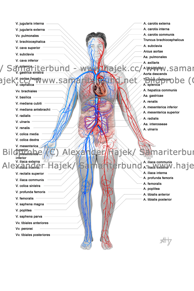 gallery of alexander hajek cardiovascular system