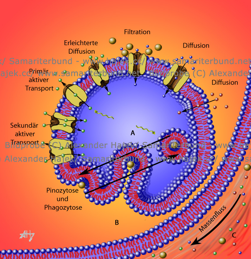 gallery of alexander hajek 2008 membrane transport