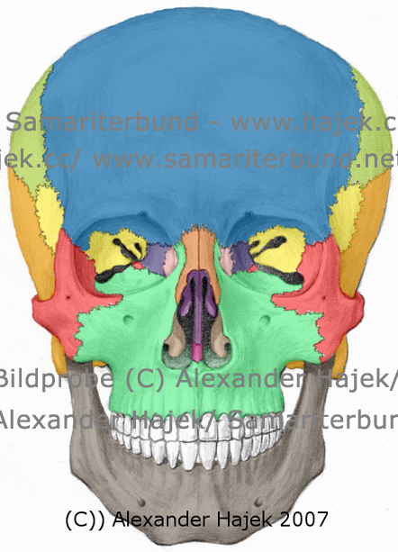 gallery of alexander hajek 2007 cranium