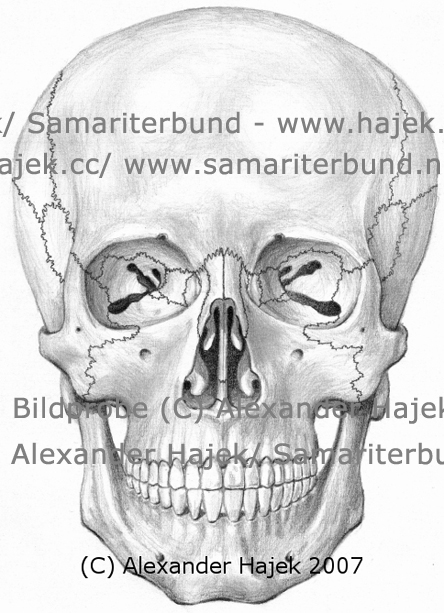 gallery of alexander hajek 2007 cranium