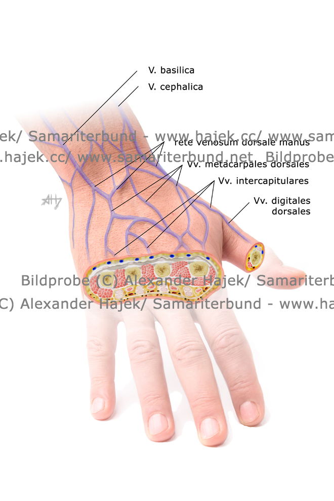 gallery of alexander hajek veins of the hand