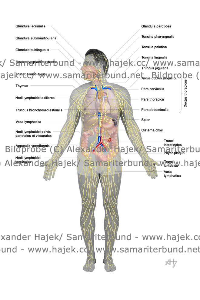 gallery of alexander hajek lymphatic system