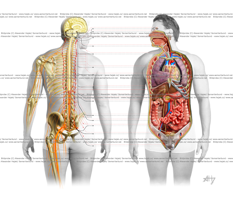 gallery of alexander hajek topography of the human nervous system