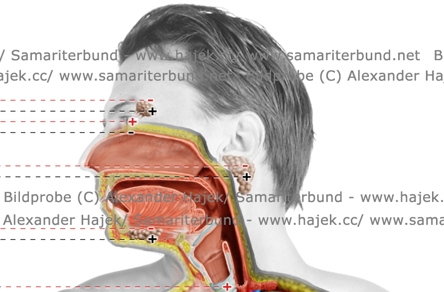 gallery of alexander hajek topography of the human nervous system_detailed view1