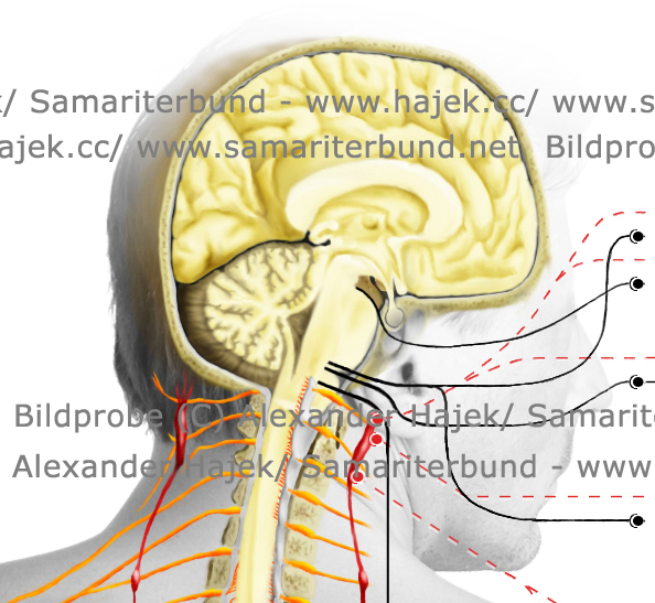 gallery of alexander hajek topography of the human nervous system_detailed view2