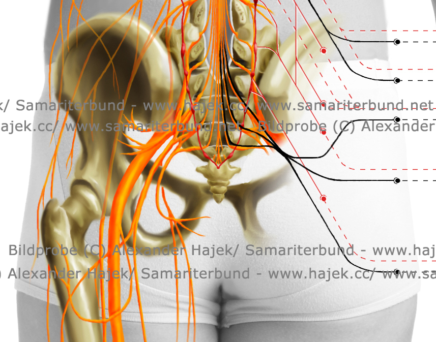 gallery of alexander hajek topography of the human nervous system_detailed view3